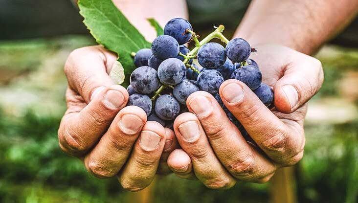 rrans-Resveratrol
